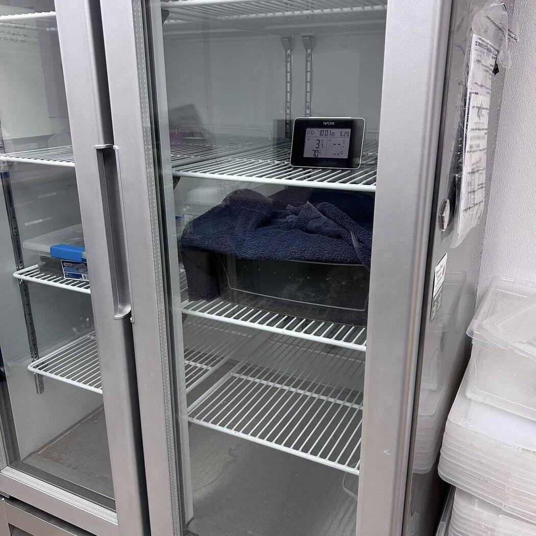 Franklin the tortoise moving out of refrigerator after chilling since October